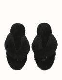 AUSTRALIAN SHEPHERD® Farah